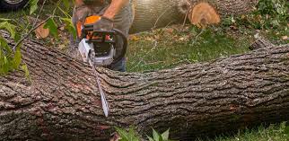 Best Lawn Renovation and Restoration  in Dobbs Ferry, NY