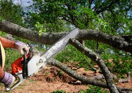 Best Commercial Tree Services  in Dobbs Ferry, NY